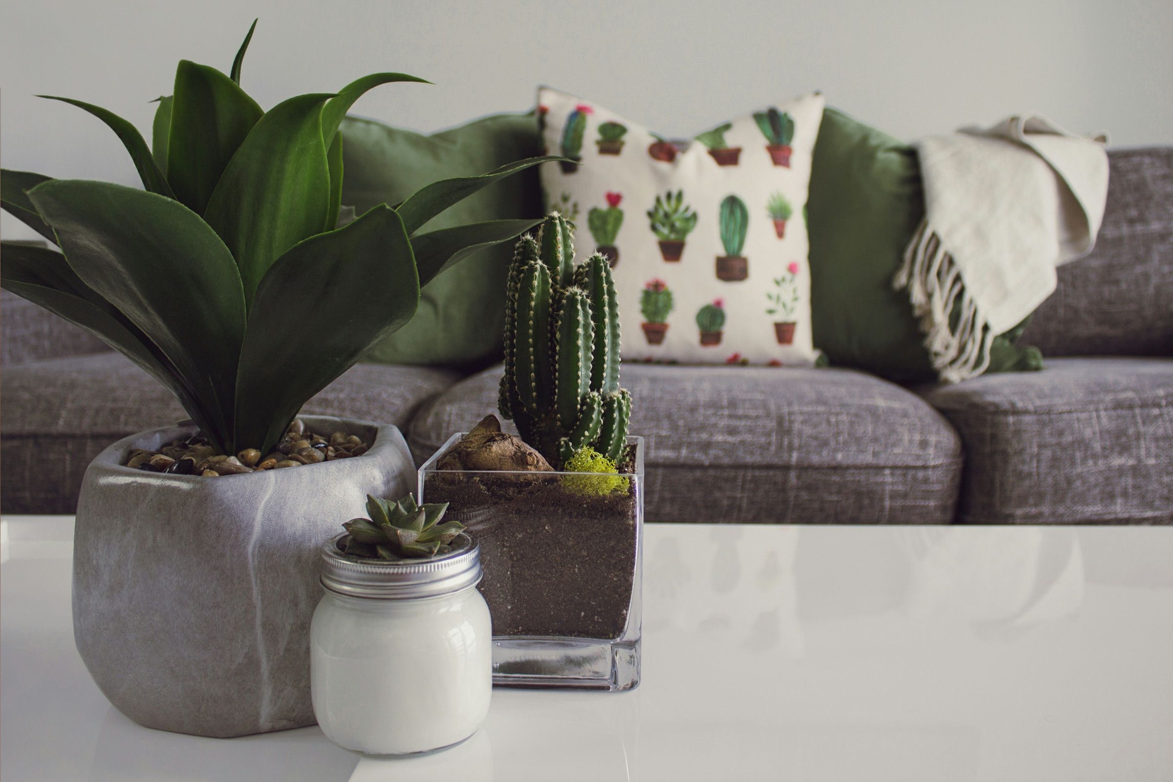 Sofa with patterned cushions and potted cacti in the foreground