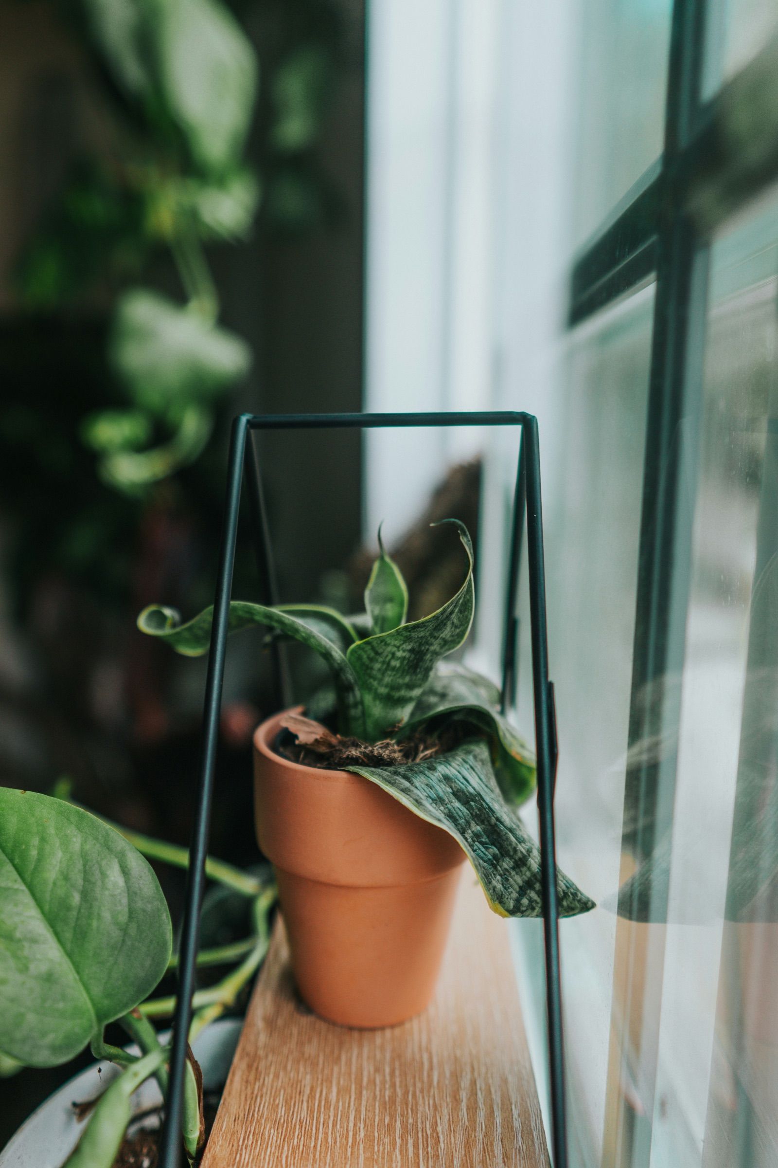A potted plant on a metal stand by a window in soft daylight